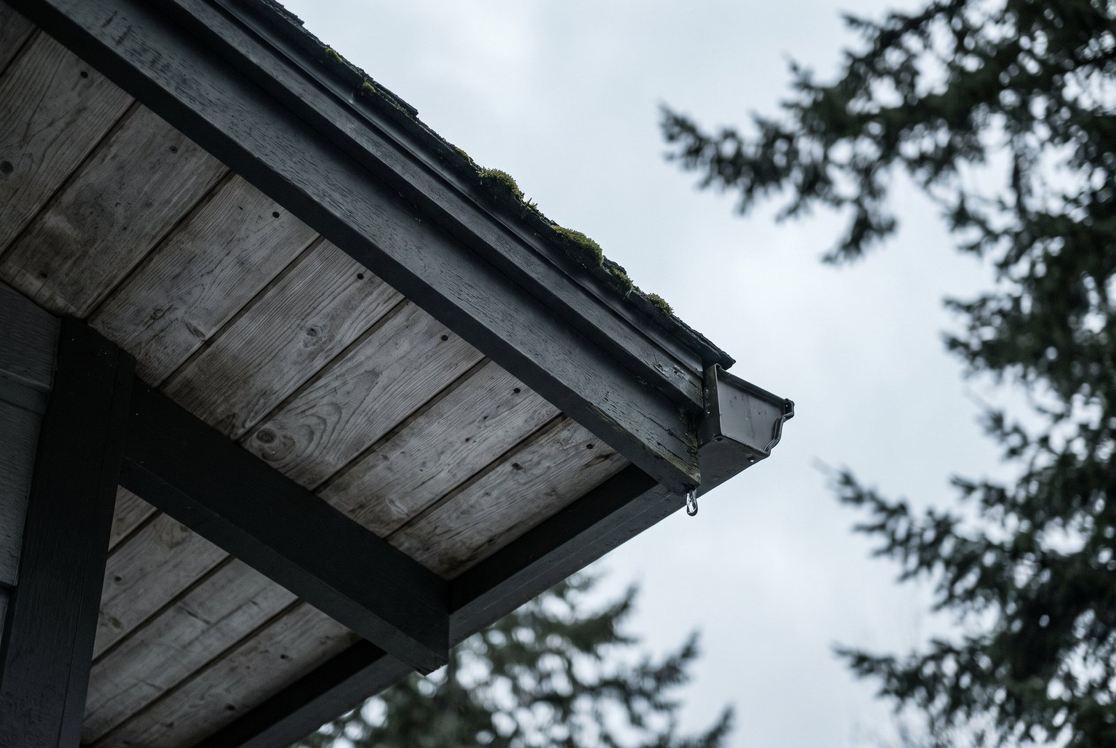 Close detail of a weathered cedar eave and dark metal gutter edge, moss beginning at the shingle line